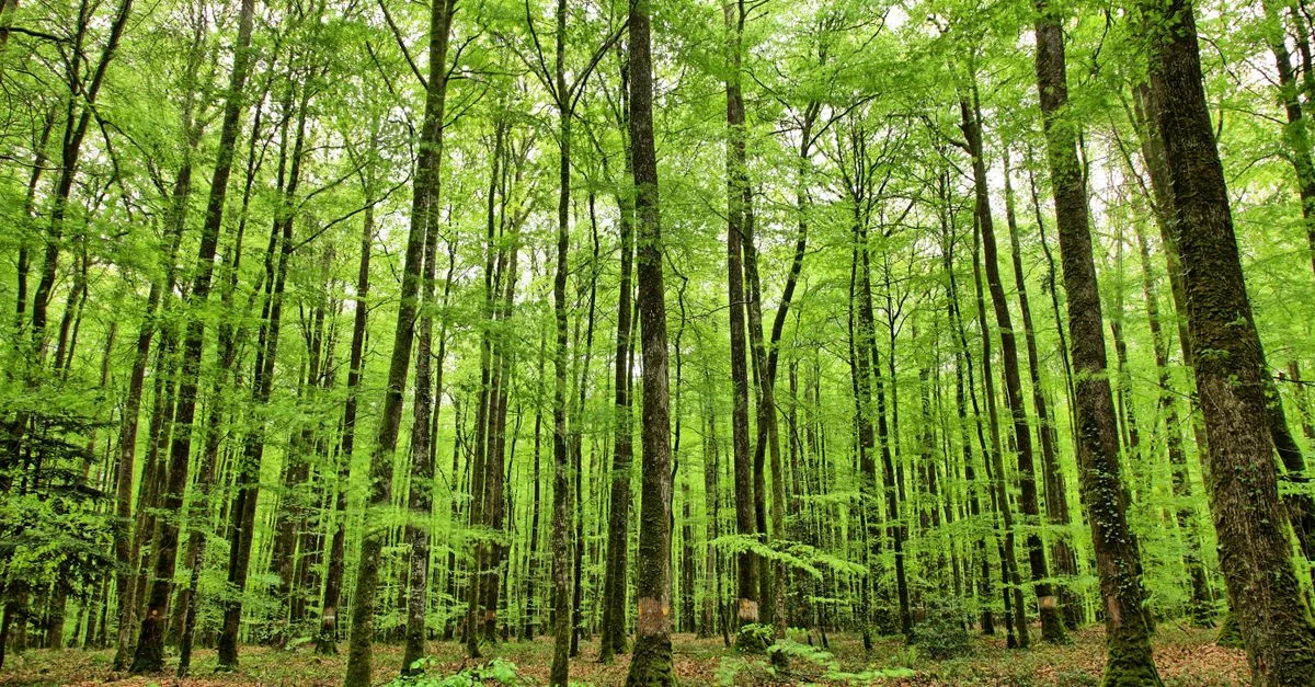 Forêt dense et verte avec de grands arbres au printemps, située à Mortagne-au-Perche, Normandie, France.